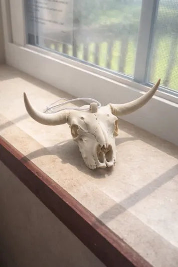 Bull skull with hole for hanging