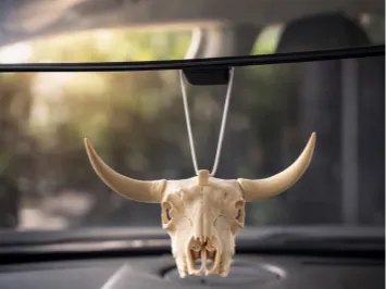 Bull skull with hole for hanging